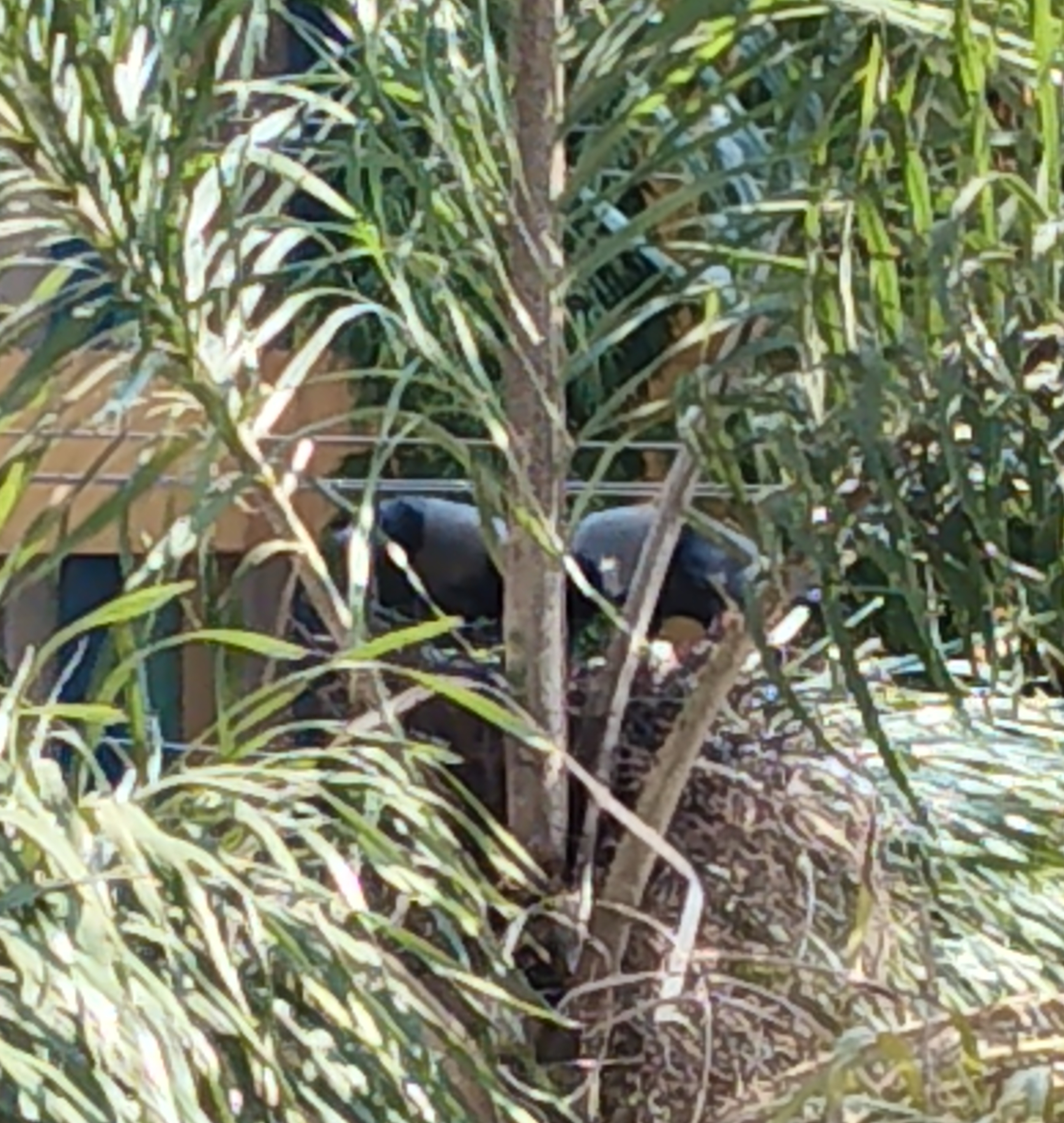 Crows nesting