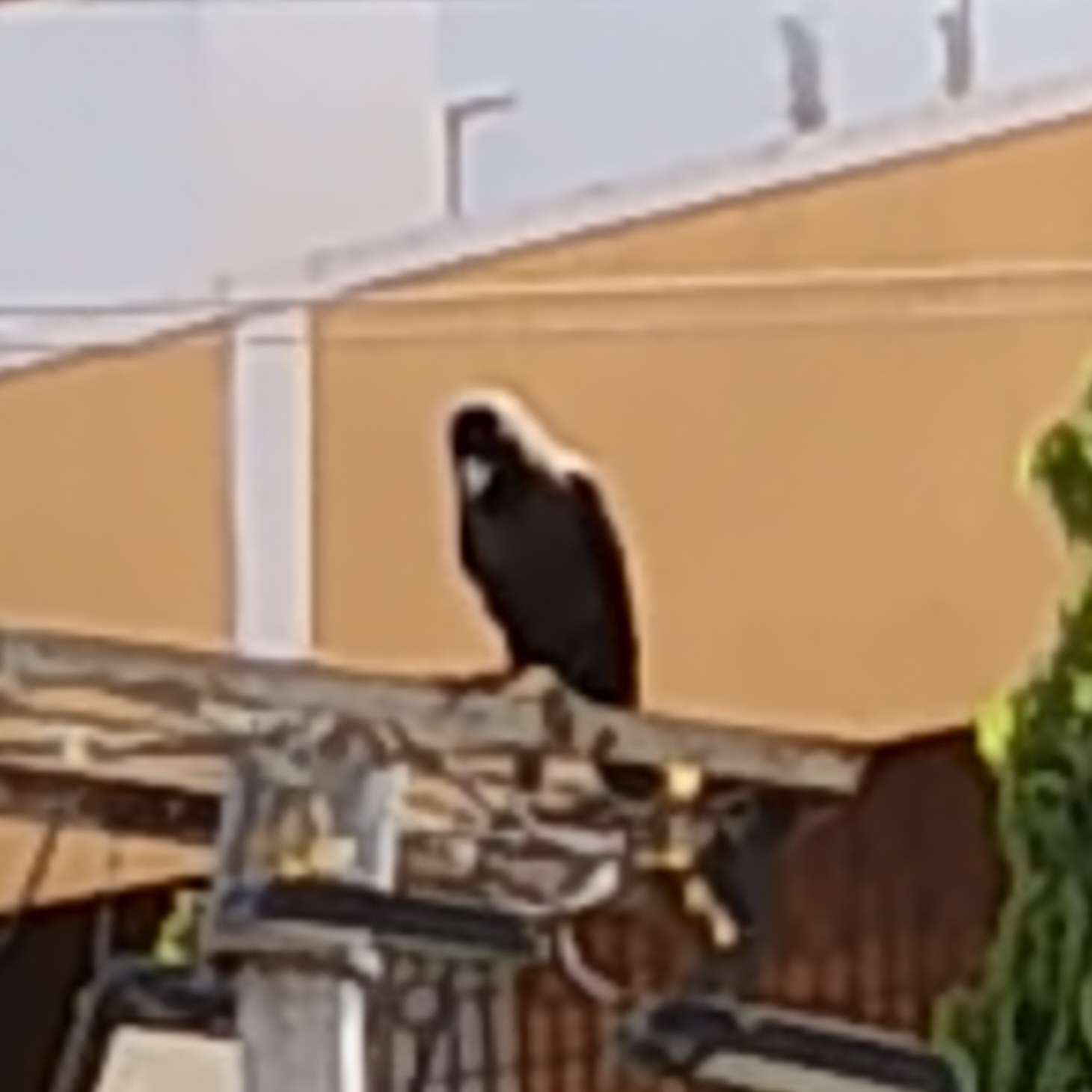 Crow close-up
