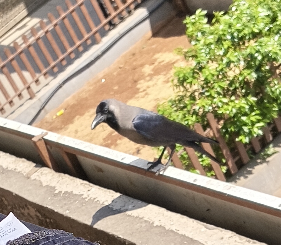 Crow on railing